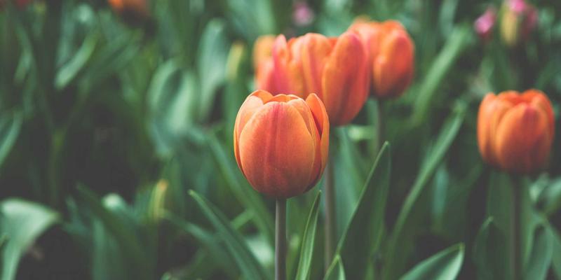 中国佳美葡萄皮渣发酵新突破：解锁天然美妆益生元的护肤革命