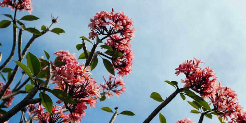 从葡萄园到实验室：中国佳美有机认证如何重塑护肤品溢价逻辑与工业风美容新趋势